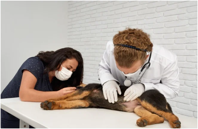 Pet CPR and First Aid Certification
